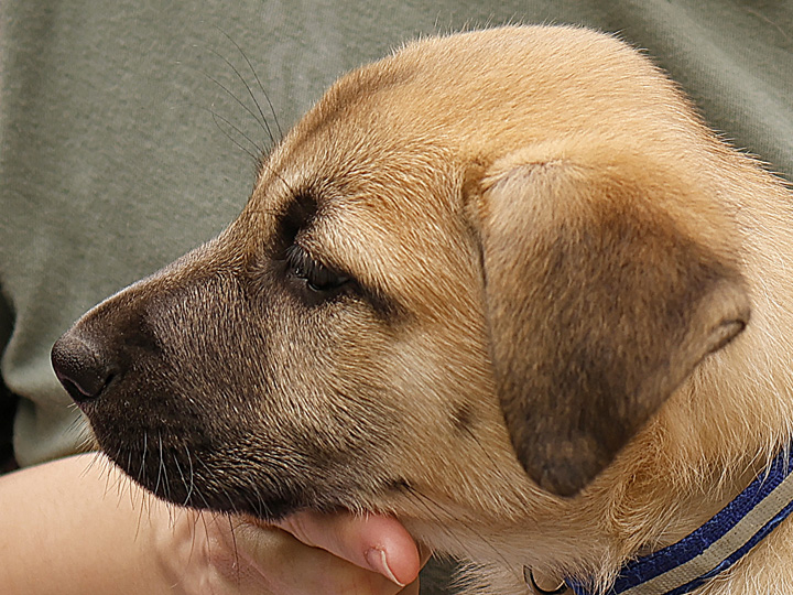 chinook puppy